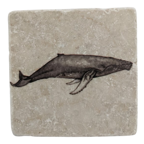 Whale - Stone Coaster