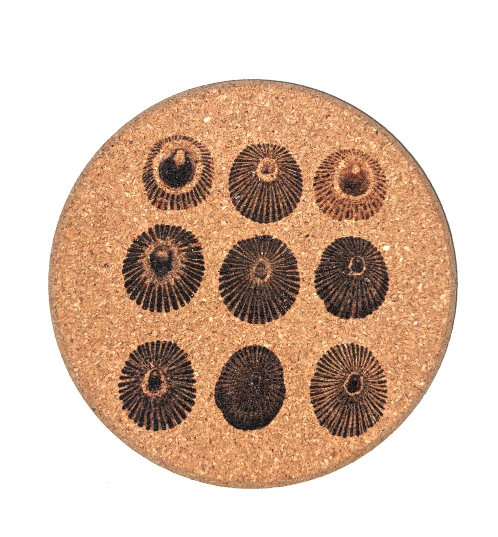 Opihi Shells - Cork Coaster